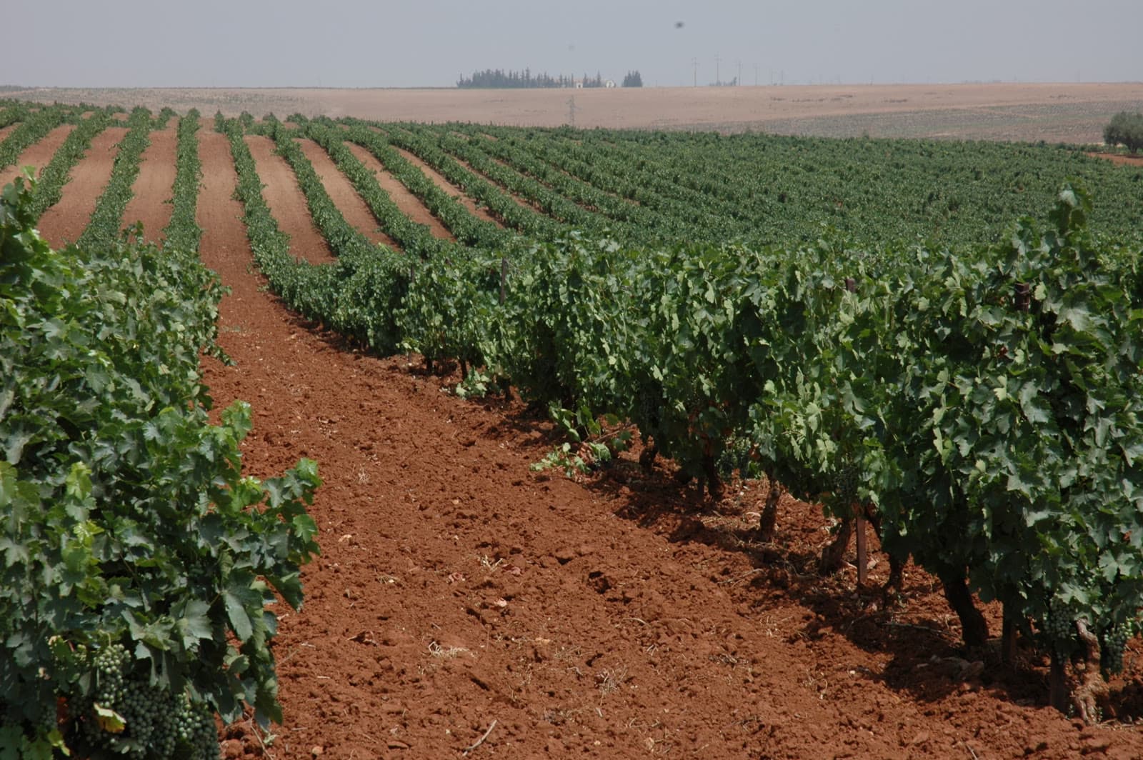 Rows of grapevines in the Meknes region of Morocco
